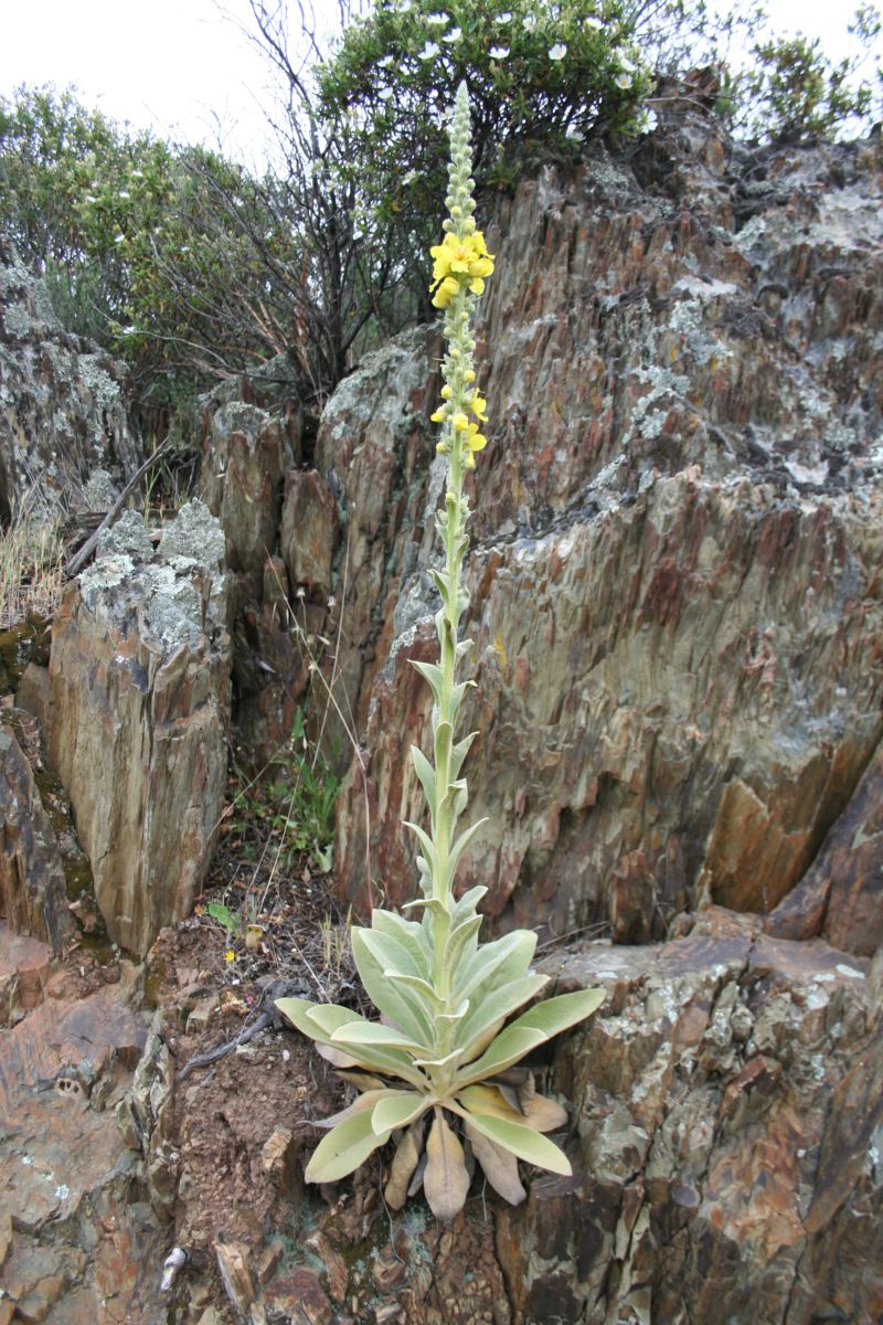 Verbascum conocarpum ?